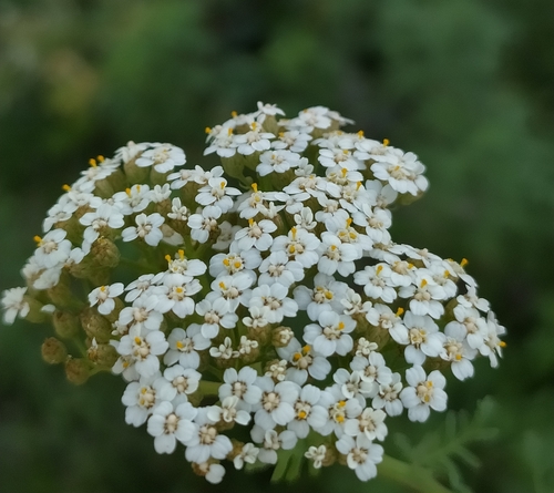 Ligurian yarrow (Achillea ligustica)
