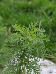 Achillea ligustica