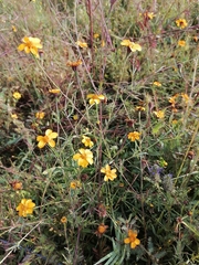 Dyssodia tagetiflora