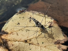 Neogerris hesione
