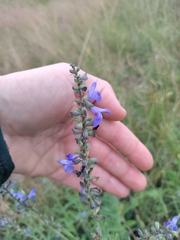 Salvia azurea