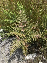 Pteridium aquilinum capense