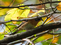 Fringilla montifringilla