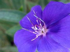 Melastomeae