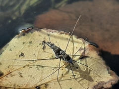 Neogerris hesione