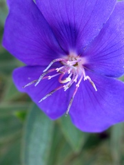 Melastomeae