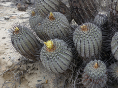 Copiapoa dealbata