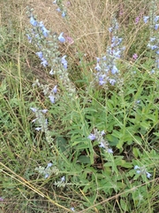 Salvia azurea
