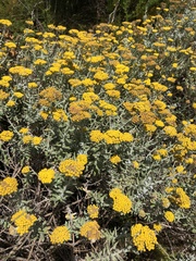 Helichrysum dasyanthum