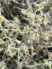 Melolobium candicans