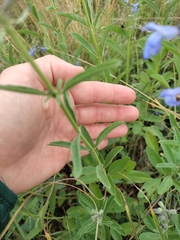 Salvia azurea