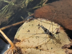 Neogerris hesione