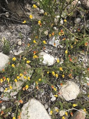 Aspalathus retroflexa