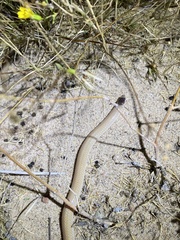 Tantilla hobartsmithi