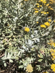 Helichrysum dasyanthum