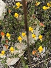 Aspalathus retroflexa