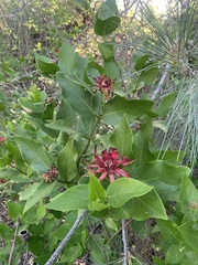Calycanthus occidentalis