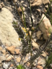 Struthiola tomentosa