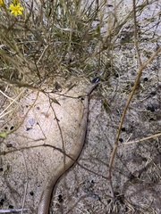 Tantilla hobartsmithi