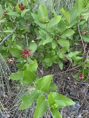Calycanthus occidentalis