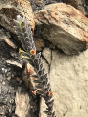 Struthiola tomentosa