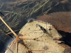 Neogerris hesione