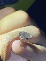 Tantilla hobartsmithi