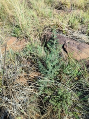 Asparagus suaveolens