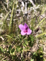 Pelargonium betulinum