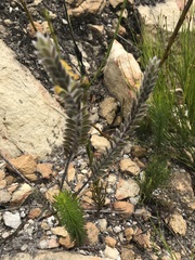 Struthiola tomentosa