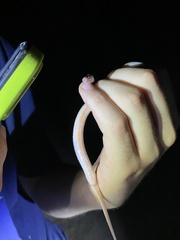 Tantilla hobartsmithi