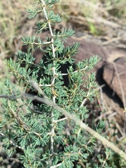 Asparagus suaveolens