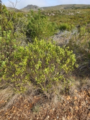 Struthiola striata