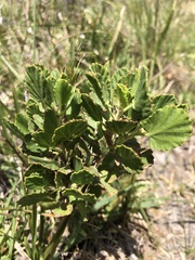 Pelargonium betulinum