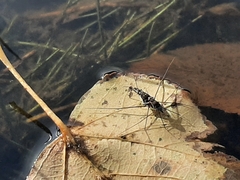 Neogerris hesione