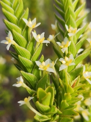 Struthiola striata