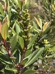 Laurophyllus capensis