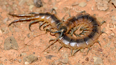 Scolopendra