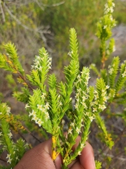Struthiola striata