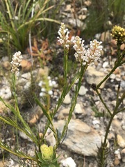Spatalla racemosa