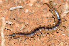 Scolopendra