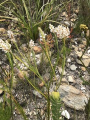 Spatalla racemosa