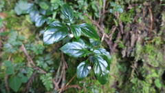 Lysimachia ardisioides