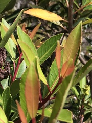 Laurophyllus capensis