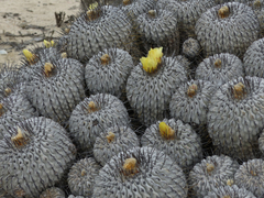 Copiapoa dealbata
