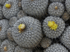 Copiapoa dealbata