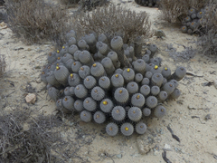 Copiapoa dealbata