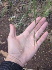 Eragrostis intermedia