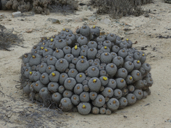 Copiapoa dealbata