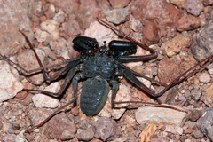 Paraphrynus carolynae